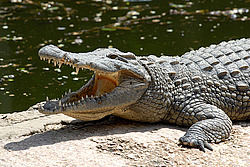 ��������, ���������� �����, ����� �������, �����, ��������� ������