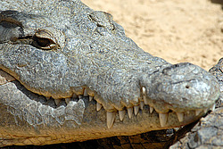 ��������, ���������� �����, ����� �������, �����, ��������� ������