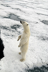 ����� ������� (Ursus maritimus) �������