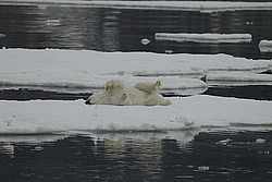 ����� ������� (Ursus maritimus) �������