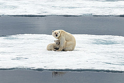 ����� ������� (Ursus maritimus) �������