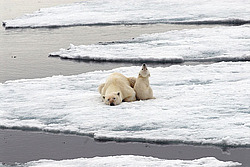 ����� ������� (Ursus maritimus) �������