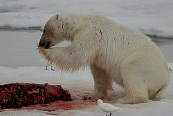 ����� ������� (Ursus maritimus) �������