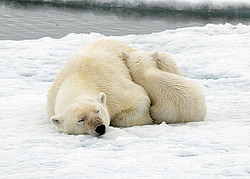 ����� ������� (Ursus maritimus) �������