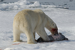 ����� ������� (Ursus maritimus) �������