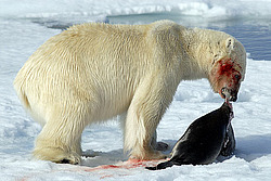 ����� ������� (Ursus maritimus) �������
