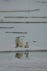 ����� ������� (Ursus maritimus) �������