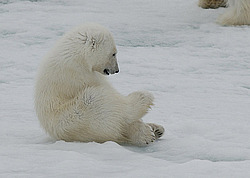 ����� ������� (Ursus maritimus) �������