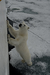 ����� ������� (Ursus maritimus) �������