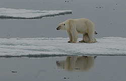 ����� ������� (Ursus maritimus) �������