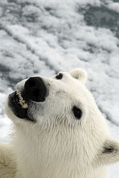 ����� ������� (Ursus maritimus) �������