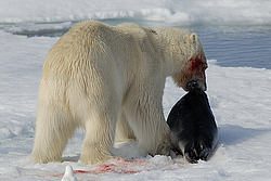 ����� ������� (Ursus maritimus) �������