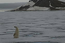 ����� ������� (Ursus maritimus) �������