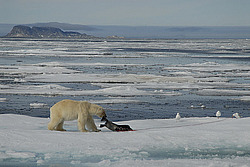 ����� ������� (Ursus maritimus) �������