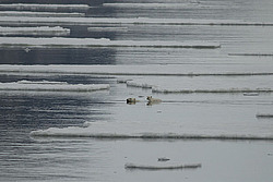 ����� ������� (Ursus maritimus) �������