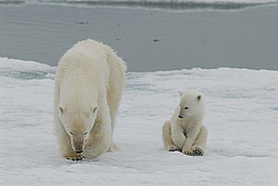 ����� ������� (Ursus maritimus) �������