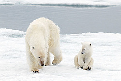 ����� ������� (Ursus maritimus) �������