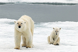����� ������� (Ursus maritimus) �������
