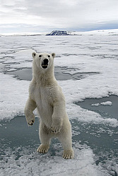 ����� ������� (Ursus maritimus) �������
