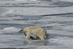 ����� ������� (Ursus maritimus) �������