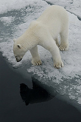 ����� ������� (Ursus maritimus) �������