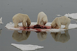 ����� ������� (Ursus maritimus) �������
