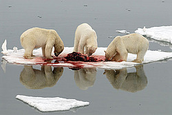 ����� ������� (Ursus maritimus) �������