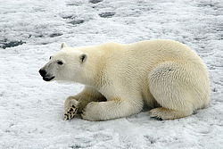 ����� ������� (Ursus maritimus) �������