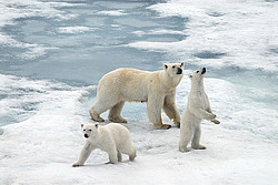 ����� ������� (Ursus maritimus) �������