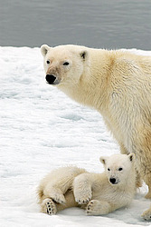 ����� ������� (Ursus maritimus) �������