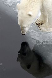����� ������� (Ursus maritimus) �������