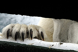 ����� ������� (Ursus maritimus) �������