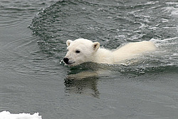 ����� ������� (Ursus maritimus) �������