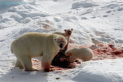 ����� ������� (Ursus maritimus) �������