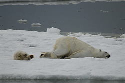 ����� ������� (Ursus maritimus) �������