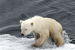 ����� ������� (Ursus maritimus) �������