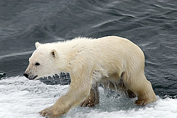 ����� ������� (Ursus maritimus) �������