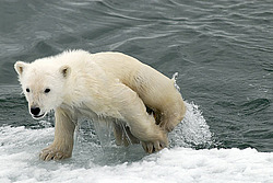 ����� ������� (Ursus maritimus) �������