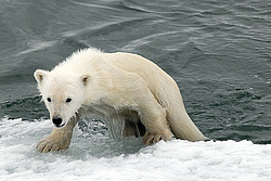 ����� ������� (Ursus maritimus) �������