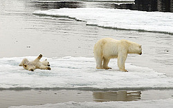 ����� ������� (Ursus maritimus) �������