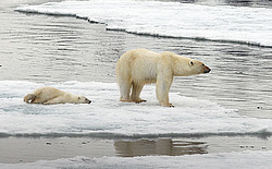 ����� ������� (Ursus maritimus) �������