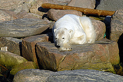����� ������� (Ursus maritimus) �������