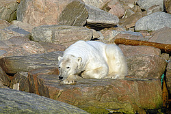 ����� ������� (Ursus maritimus) �������
