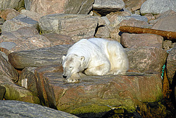 ����� ������� (Ursus maritimus) �������