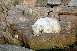 ����� ������� (Ursus maritimus) �������