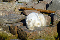 ����� ������� (Ursus maritimus) �������