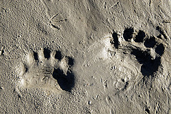 ����� ������� (Ursus maritimus) �������