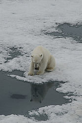 ����� ������� (Ursus maritimus) �������