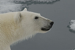 ����� ������� (Ursus maritimus) �������