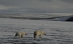 ����� ������� (Ursus maritimus) �������